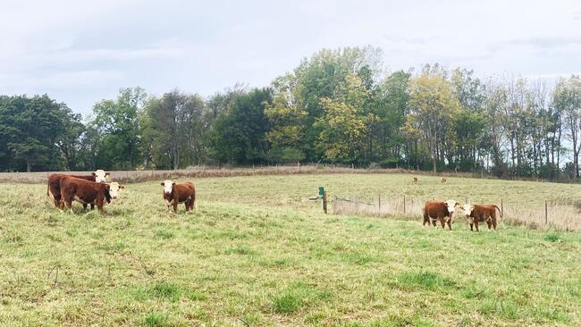 mini Herefords on pasture